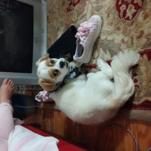 Meet your Posher, Casey